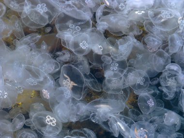 Arka planda deniz tabanı olan bir sürü denizanası. 