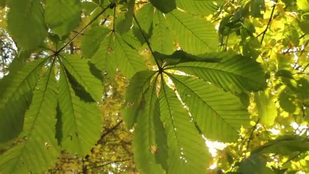 Золоте Жовте Зелене Листя Дме Вітрі Над Зеленими Деревами Парку — стокове відео