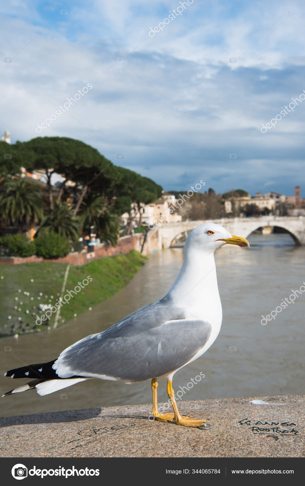 Rome イタリアのテヴェレ川の上の橋の上にカモメ立って 無料のストック写真 C Welcometeam