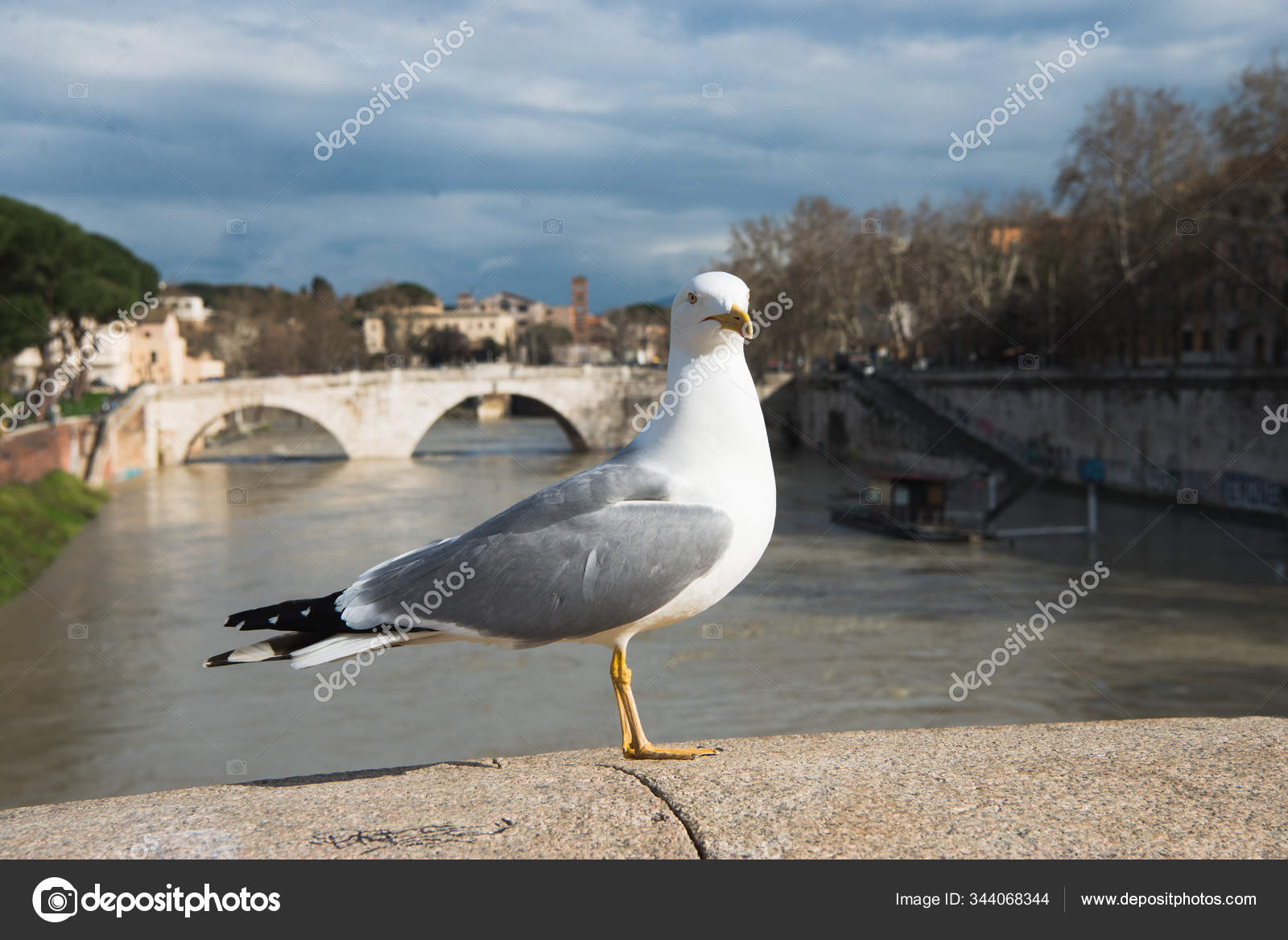 Rome イタリアのテヴェレ川の上の橋の上にカモメ立って 無料のストック写真 C Welcometeam