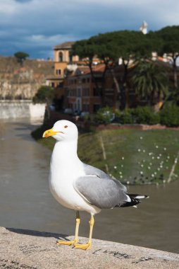 martı ayakta Köprüsü'nde yukarıda Tiber Nehri Roma, İtalya