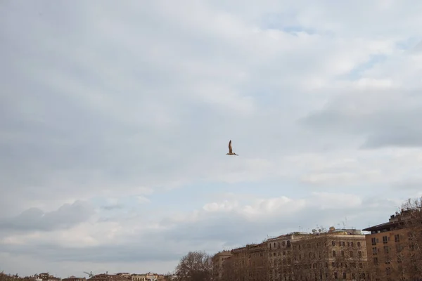 Aves Voando Sobre Edifícios Europeus Dia Nublado Itália — Fotografia de Stock Grátis