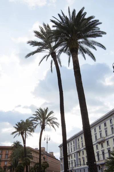 Palmiye Ağaçları Beyaz Bina Roma Talya — Ücretsiz Stok Fotoğraf