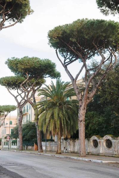 Pines Growing Street Anzio Italy — Free Stock Photo