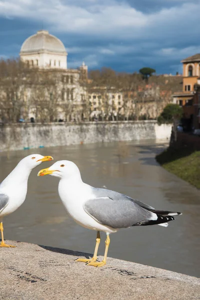 站在意大利罗马Tiber河上方桥上的鸥群 — 免费的图库照片