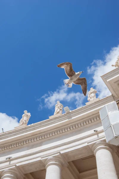 Dove flying over famous St. Peter's Basilica, Vatican, Italy