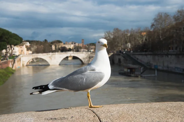 Pescăruș Picioare Podul Deasupra Râului Tibru Din Roma Italia — Fotografie de stoc gratuită