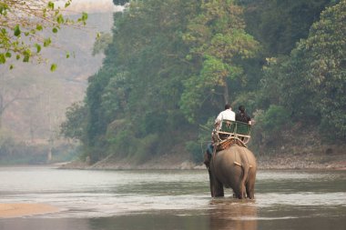 Gezgin fil sürüyor.