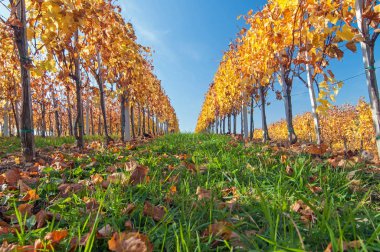 Güneşli bir sonbahar gününde sarı renkli Asma yaprakları
