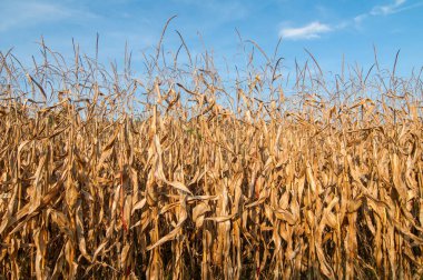Güneşli bir günde mısır tarlası