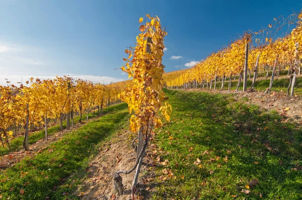 Gelb gefärbte Weinrebenblätter an einem sonnigen Herbsttag — Stockfoto