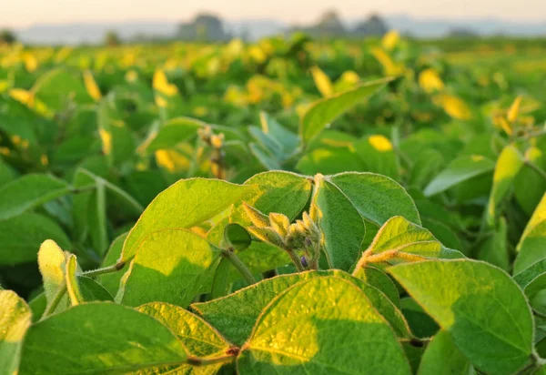 Fechar foto da planta de soja — Fotografia de Stock