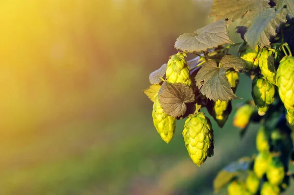 Green hops, lit by warm sun light — Stock Photo, Image