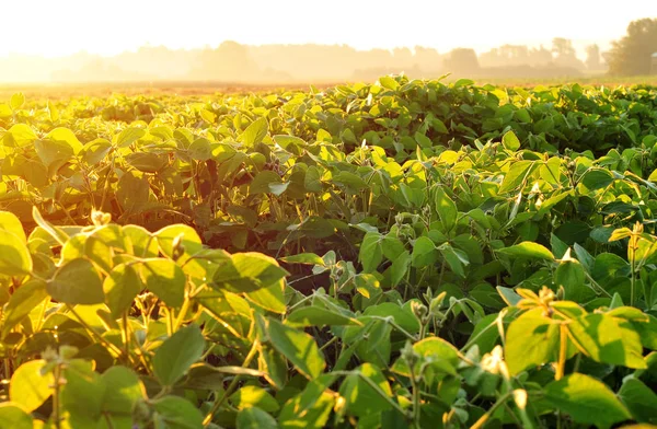 Soja veld, verlicht door warme ochtendzon — Stockfoto