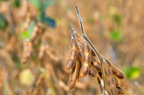 Närbild foto av mogna sojabönor växt — Stockfoto