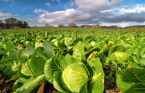 Kool veld op een zonnige dag — Stockfoto