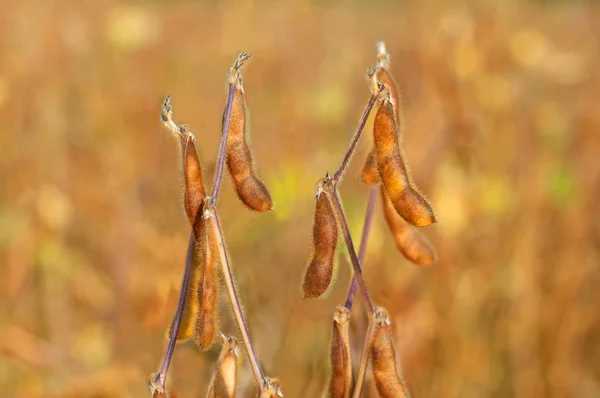 Zralé sóji rostliny — Stock fotografie