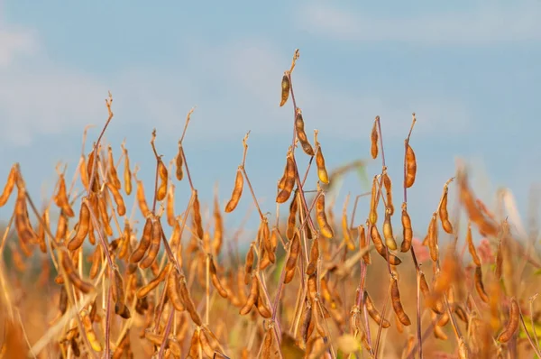 Plantes de soja mûres — Photo