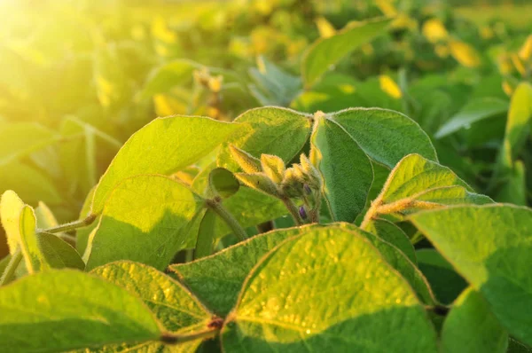 Sojabönor växt i varma tidiga morgonljuset — Stockfoto