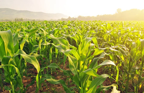 Campo di mais nella luce del mattino presto — Foto Stock