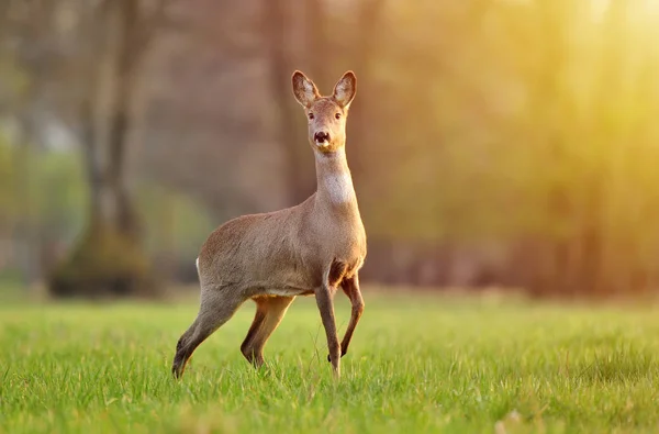 野の野生のイエロー鹿 — ストック写真