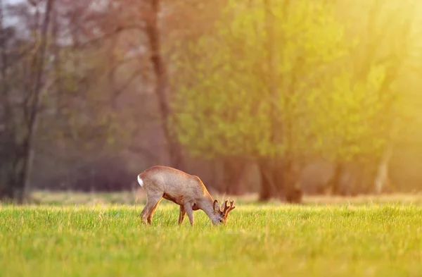 Roe deer, pastviny v poli v časných ranních hodinách — Stock fotografie