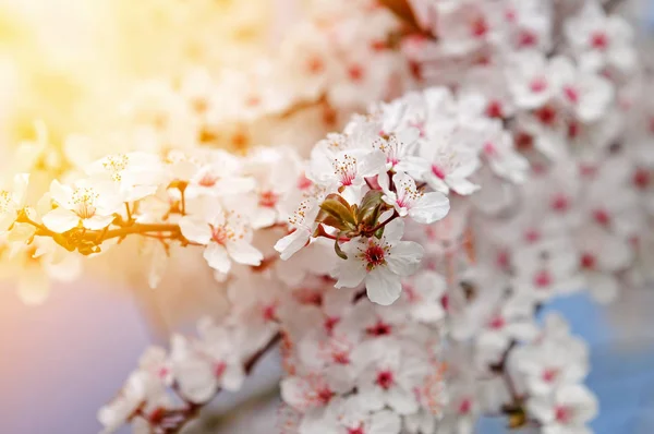 Belles fleurs de prunier blanc dans la lumière chaude, foyer sélectif, faible profondeur de champ — Photo