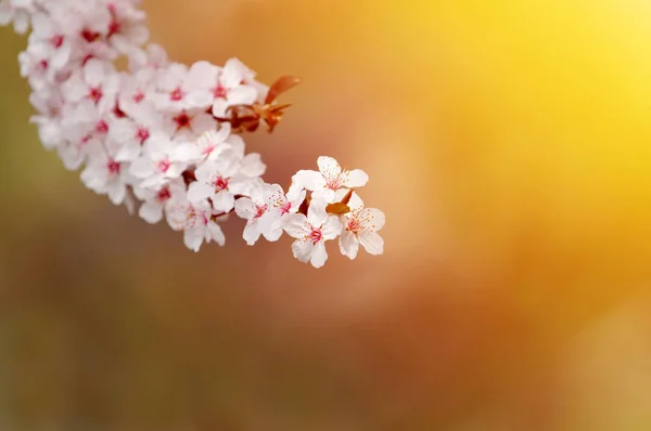 Flores brancas bonitas da ameixa na luz morna, foco seletivo, profundidade rasa do campo — Fotografia de Stock
