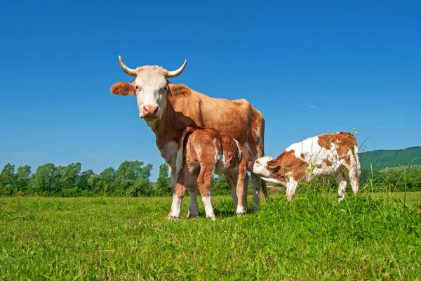 Cow in a field, feeding two calves — Stock Photo, Image