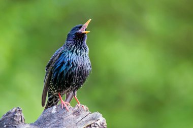 Ortak starling bir ağaç kütüğü tıraşlama ve şarkı