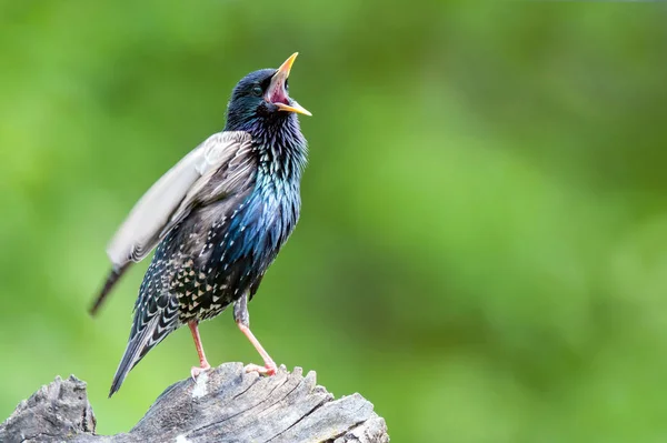 Ortak starling bir ağaç kütüğü tıraşlama ve şarkı Stok Resim