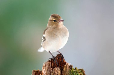 Bir ağaç kütüğü üzerinde kadın ispinoz