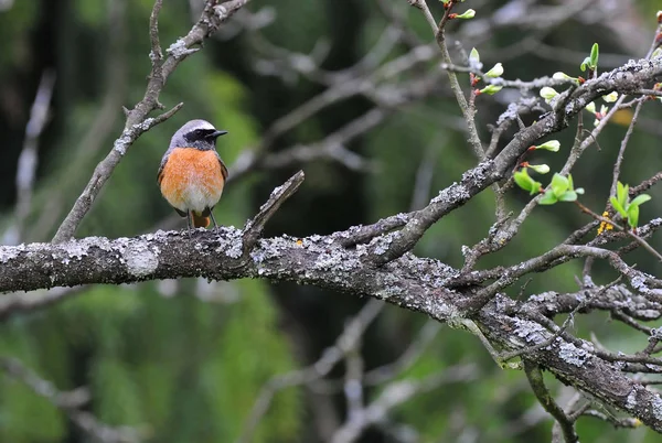 Redstart comum, poleiro em um ramo — Fotografia de Stock