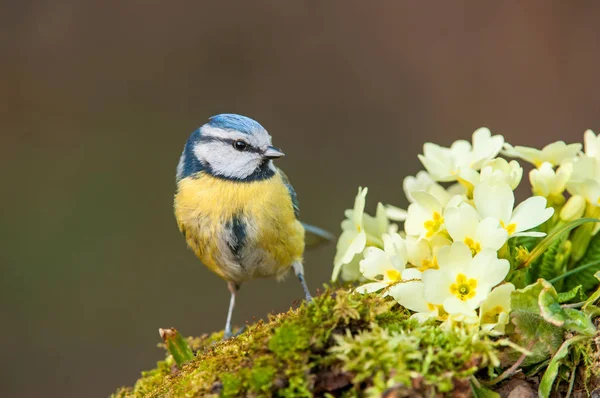 Mavi baştankara, campanula'lar yanında ayakta — Stok fotoğraf