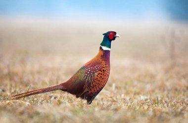 Wild pheasant in a field clipart