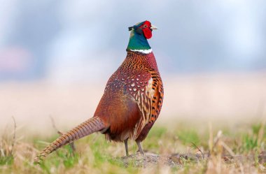 Bir alandaki vahşi sülün (Phasianus colchicus)
