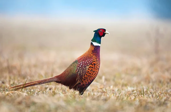Wild pheasant in a field — Stock Photo, Image