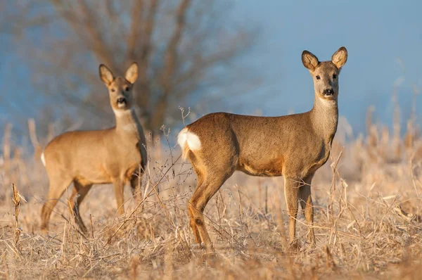 필드에 두 야생 알 deers — 스톡 사진