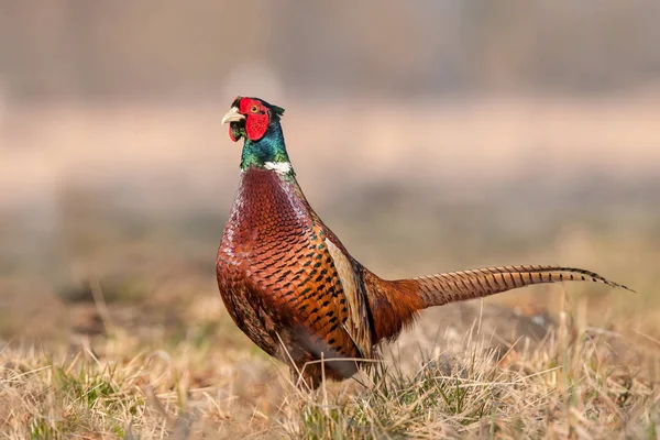 Bir alandaki vahşi sülün (Phasianus colchicus) Stok Resim