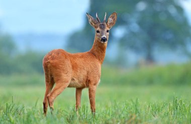 Wild roe deer in a field clipart