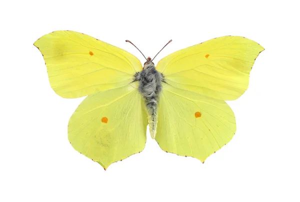 Farfalla di zolfo comune isolata su bianco — Foto Stock