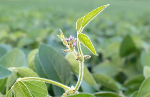 Närbild foto av soja blossom. Soy jordbruk — Stockfoto