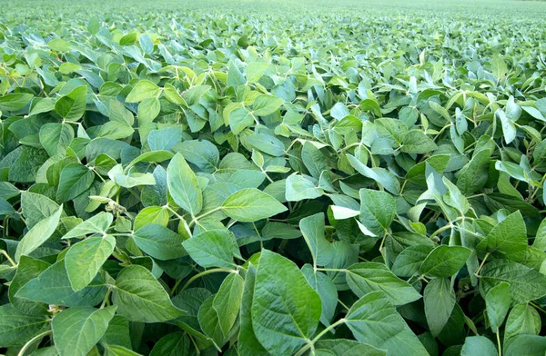 Un câmp de soia — Fotografie, imagine de stoc