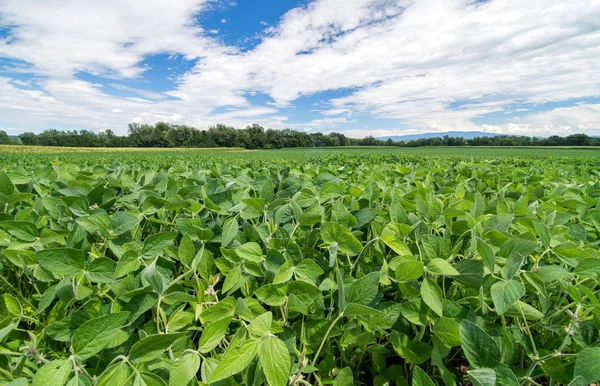 Soja veld op een zonnige dag. Soja landbouw — Stockfoto