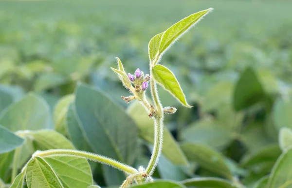 关闭大豆开花的照片。大豆农业 图库图片