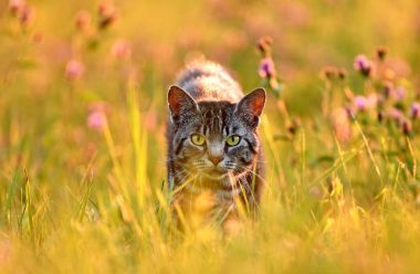 Cat in meadow, back lit by golden summer evening light clipart