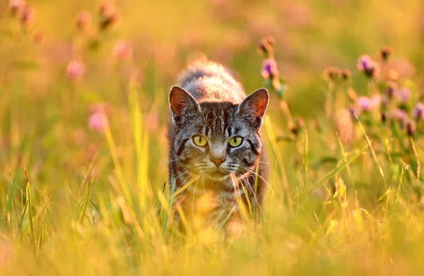 Cat in meadow, back lit by golden summer evening light — Stock Photo, Image