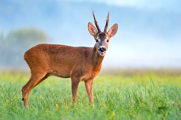 Wild reeën hert op een veld — Stockfoto