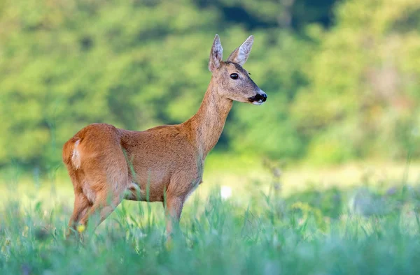 Wild vrouwelijke reeën in een veld — Stockfoto