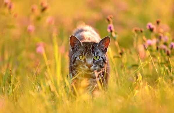 猫在草地上，后面的金色的夏天晚上灯光点亮 图库照片